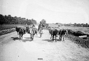 Images d'Algerie 222- Biskra
